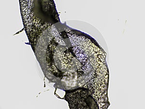 Piece of clover under microscope