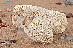 A piece of coral on the beach