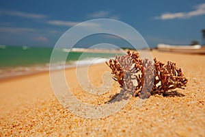 Piece of Coral is at beach
