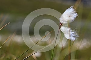 A piece of cotton grass blowing in the wind