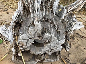 Piece of driftwood