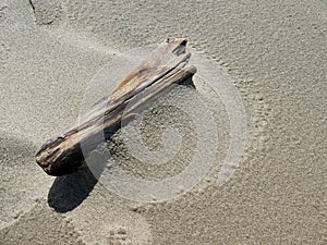 A piece of driftwood in the sand on Barmouth Beach, Wales, UK.