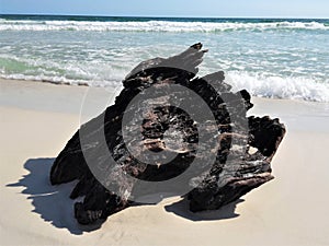 A Piece of Driftwood by the Sea photo
