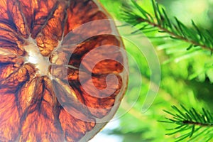 A piece of dry orange on the Xmas tree