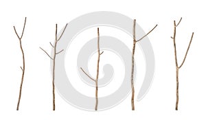 Piece of dry tree branch. Studio shoot isolated on white
