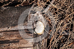 Piece of dry tree trunk on the forest