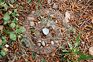 Piece of eggshell lies on the ground among green grass and birch catkins