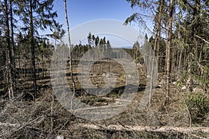 Piece of forest after clear cutting