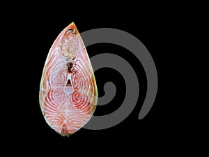 A piece of fresh cross sectionally cut hilsa fish in black background