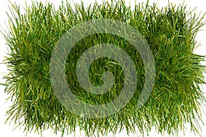 Piece of grass