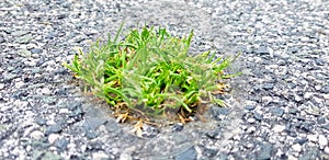 A piece of grass is born in the asphalt. An image that symbolises the power of nature over the city photo