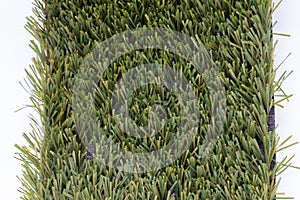 Piece of grass isolated on white, background