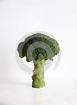 Piece of green broccoli on white background