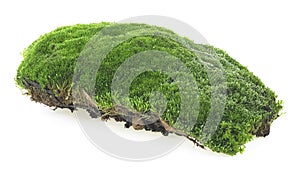 Piece of green forest moss isolated on white background