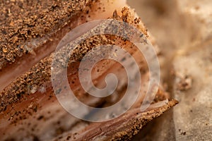 A piece of homemade bacon with pepper on white oiled paper, close-up, selective focus