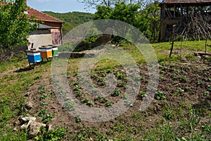 Piece of land behind a house in the countryside with young potato shoots, and a garden that also includes a beehive