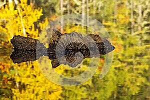 Piece of lava in the river