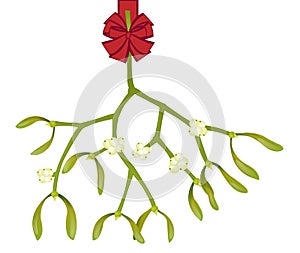 Piece of mistletoe