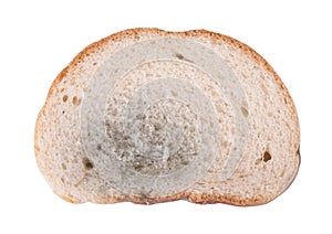 Piece of moldy bread