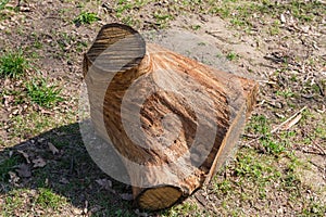 Piece of oak trunk cut with chainsaw lying on ground