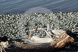 piece of old tree trunk abandoned on the shore surrounded by stones