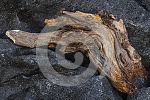 Piece of an old tree trunk on a black rock