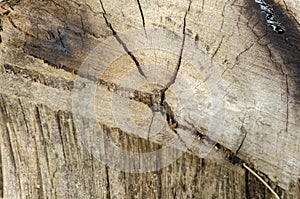 The Surface Of Cut Wood photo