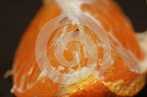 A piece of orange and insect in the kitchen