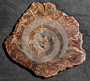 Piece of petrified wood