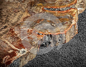 Piece of petrified wood