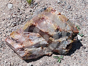 Piece of Petrified Wood in Petrified Forest National Park