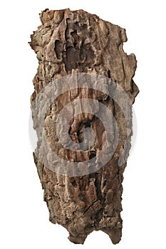 A piece of pine bark, Tree bark isolated on white background, with clipping path