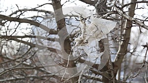 A piece of plastic bag hangs on a branch and dangles in the wind