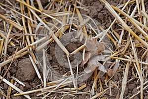 A piece of plastic foil in a field