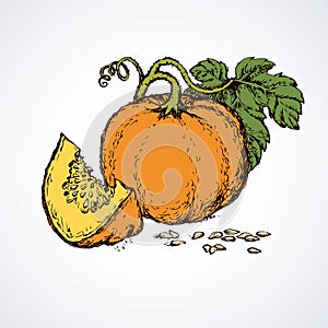 Piece of pumpkin. Vector drawing