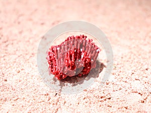 piece of red coral that forms pink sand at the Kaimana Pink Sand Beach tourist location photo