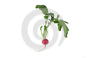 A Piece Of Red Radish Vegetable