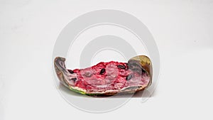 Piece of ripe watermelon rots on white background, time lapse, educational cognitive video