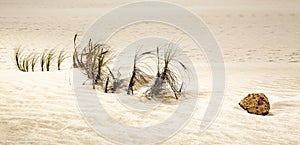 Piece of rock on sand dunes, Te Paki Reserves