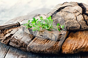 A piece of rye bread with a bunch of thyme on a wooden old stand. Farmer`s early Breakfast photo