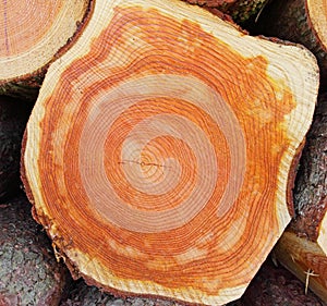 A Piece of sawed timber