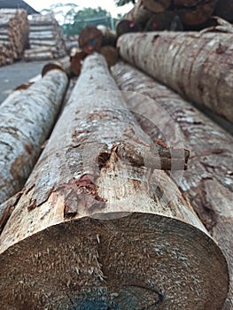 a piece of sengon wood that has been cut neatly and will be processed to make plywood