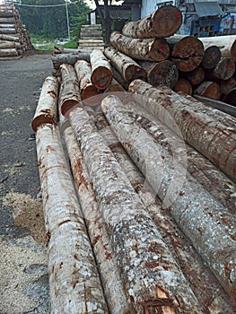 a piece of sengon wood that has been cut neatly and will be processed to make plywood