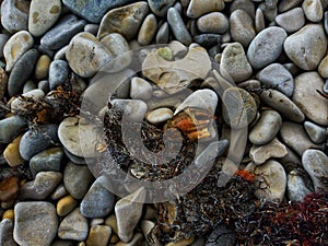 A piece of shingle beach after a storm. Pebbles, algae, and parts of marine life.