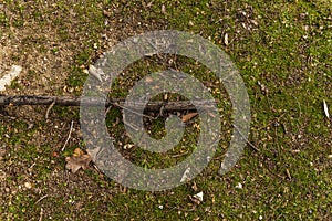 A piece of a small split tree branch on the background of earth, grass and verdigris