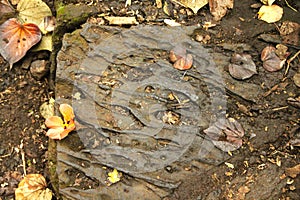 piece of stylized vulcanized stone on the forest floor photo