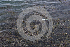 Piece of trash floating in hydrilla on lake photo