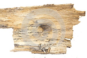 Piece of tree bark, on white