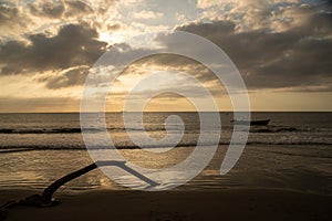 Piece of a tree on a Barranquilla beach at sunset. Colombia.