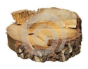 Piece of tree trunk